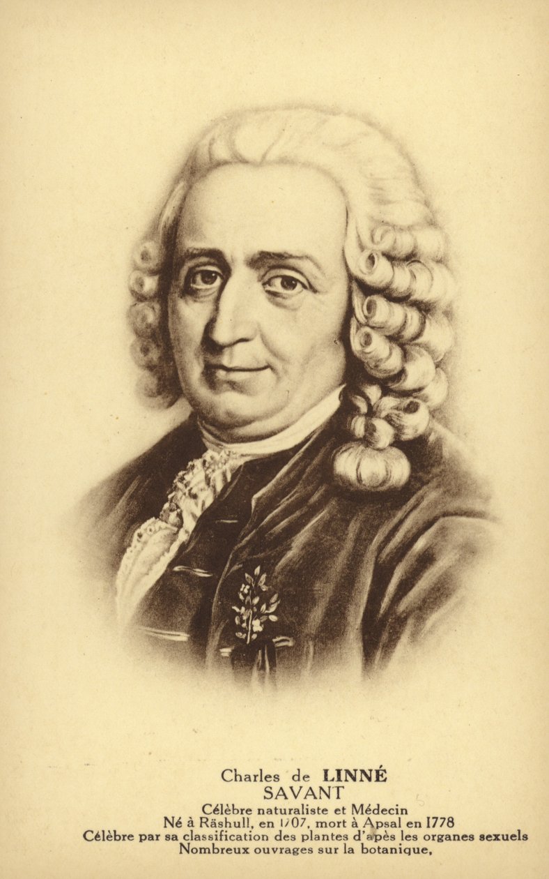 Carl Linnaeus (1707-1778), ruotsalainen kasvitieteilijä ja eläintieteilijä (litografia). tekijältä French School
