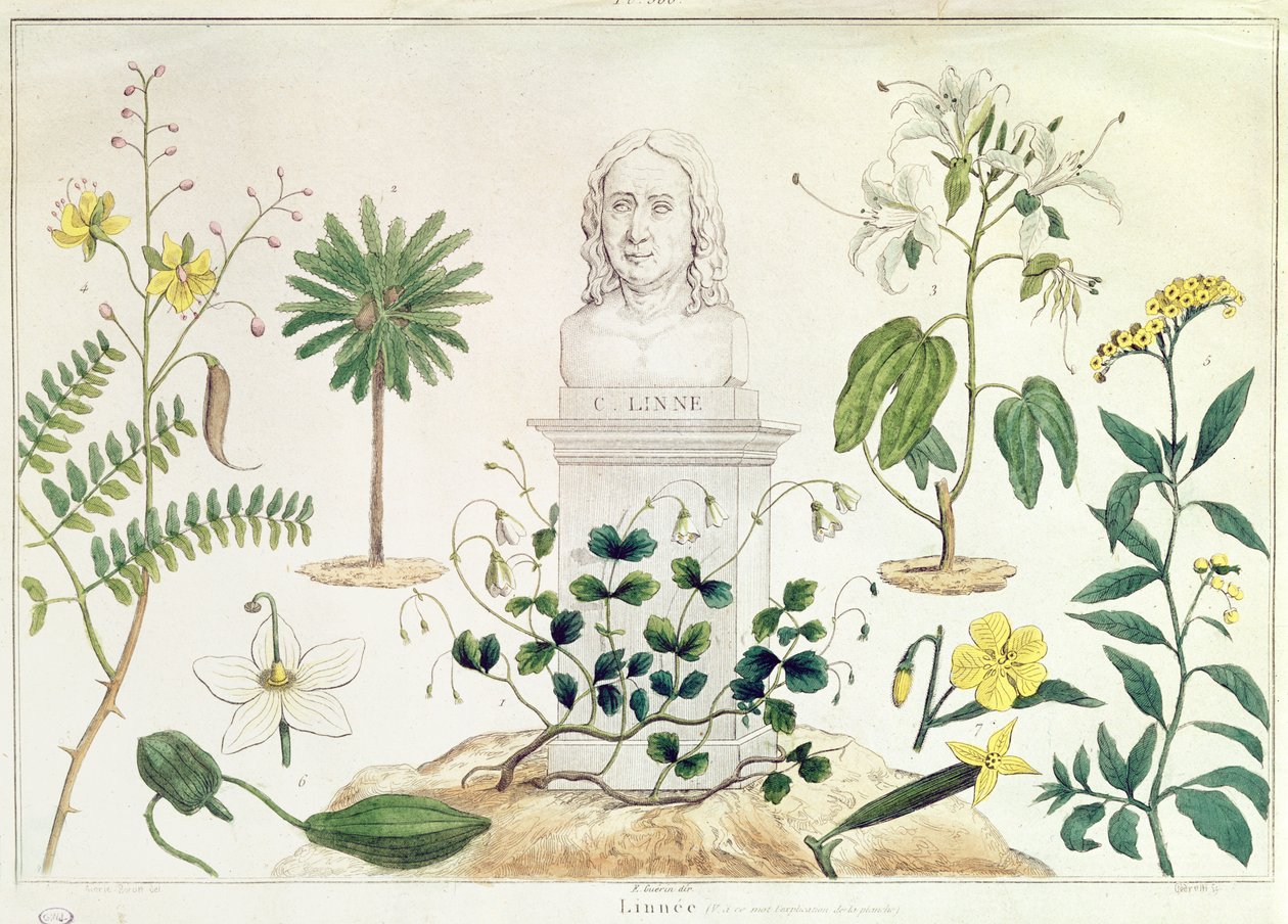 Carolus Linnaeus (1707-78) joidenkin hänen luokittelemiensa kasvien ympäröimänä (värikaiverrus) tekijältä French School
