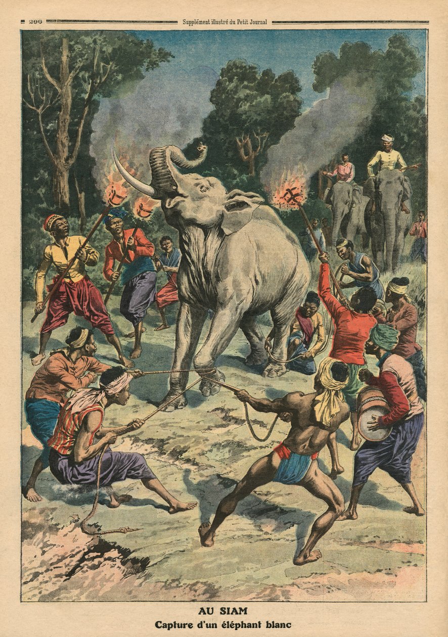 Valkoisen norsun pyydystäminen Siamissa, kuvitus Le Petit Journalista, liitekuva, 10. syyskuuta 1911 (väri litho) tekijältä French School