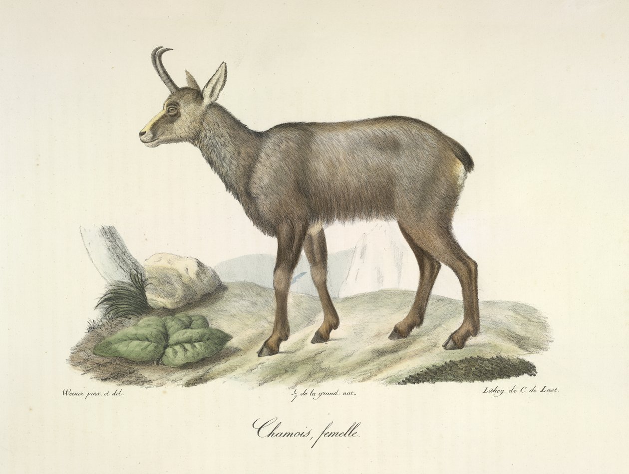 Säämiskä, naaras, Natural History of Mammals (väri litho) tekijältä French School