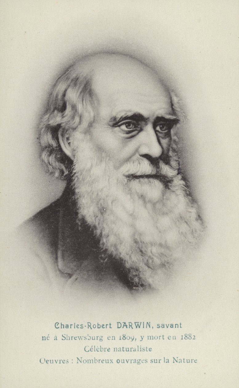 Charles Darwin (1809-1882), englantilainen luonnontieteilijä (litografia) tekijältä French School