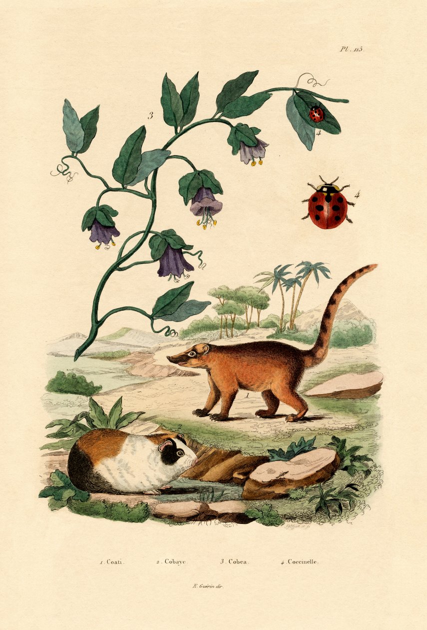 Coati, 1833-39 tekijältä French School