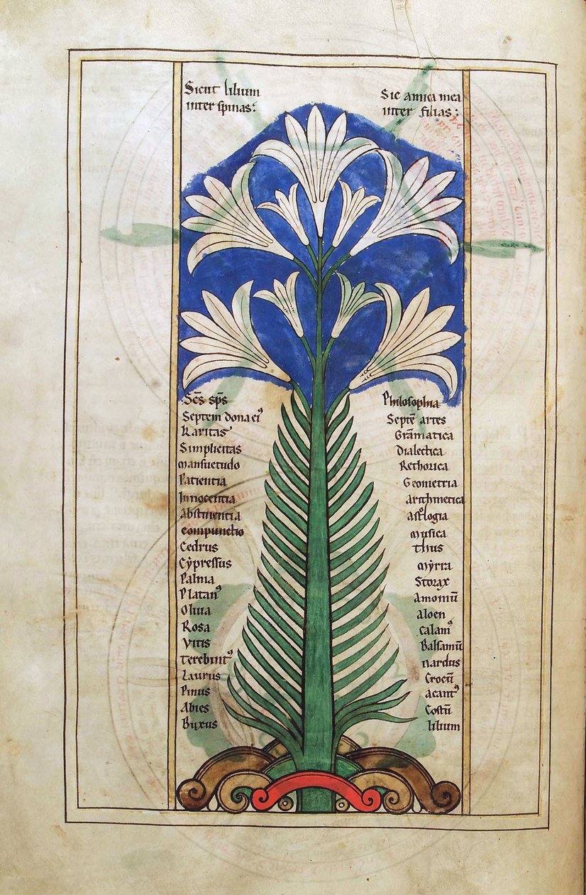 Turska. Guelf. 1 Gud. lat. (31v) , Lilja (lily longiflorum), Liber Floriduksesta, Lambert de Saint-Omer n. 1120 tekijältä French School