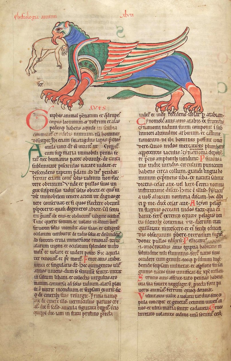 Turska. Guelf. 1 Gud. lat. 39v, Griffin syömässä miestä, Liber Floridusista, kirjoittanut Lambert de Saint-Omer n. 1120 tekijältä French School
