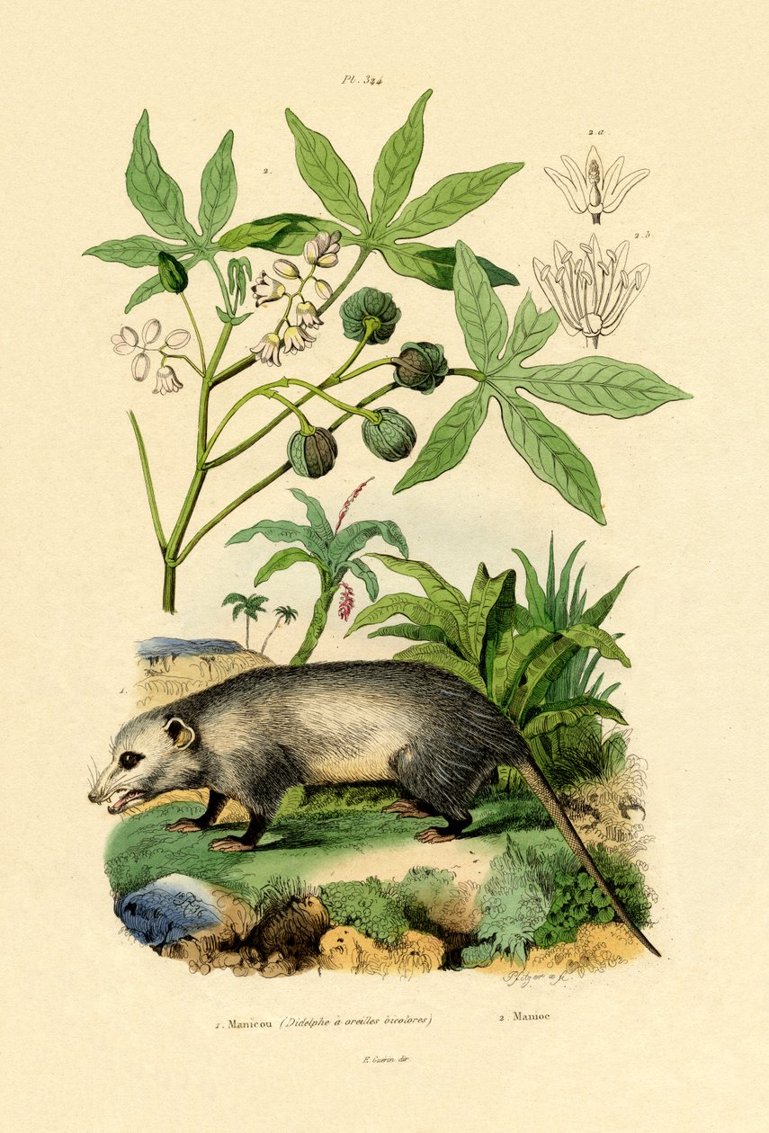 Tavallinen Opossum tekijältä French School