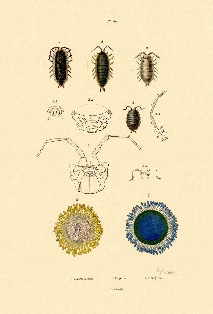 Common Pill Woodlouse, 1833-39 tekijältä French School