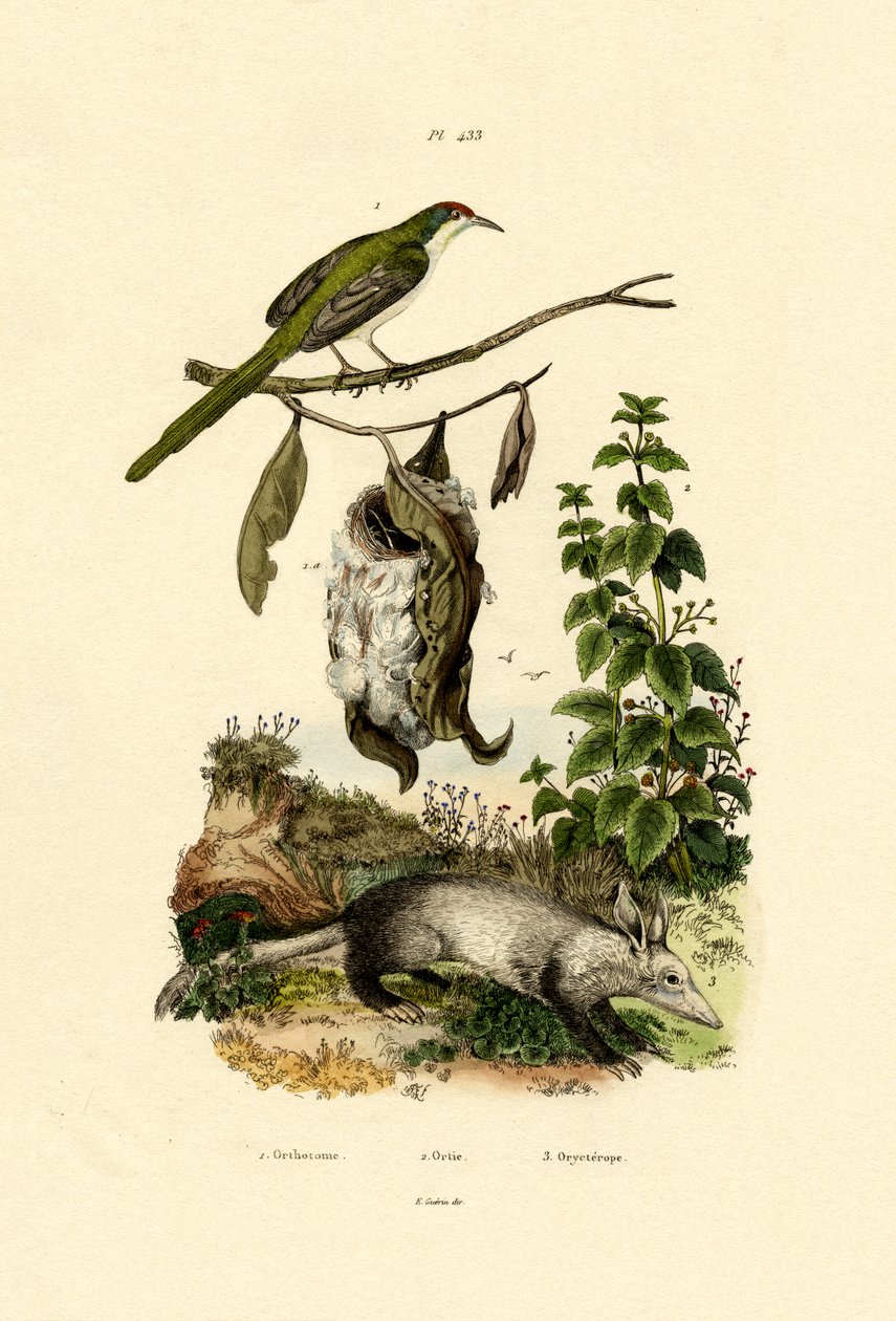 Common Tailorbird, 1833-39 tekijältä French School