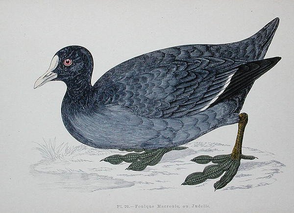 Tavallinen tai euraasiannokka, 1800-luvun 2. puolisko (värikaiverrus) tekijältä French School