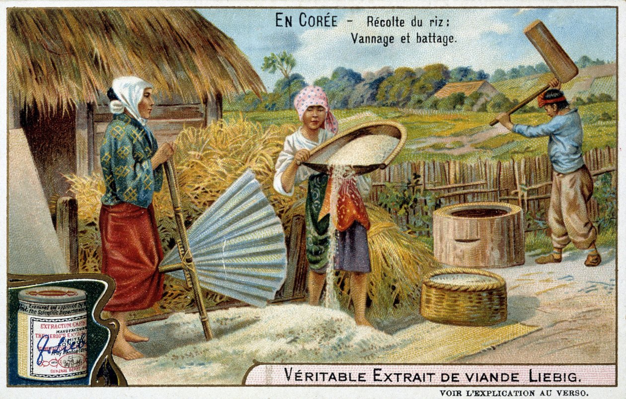 Ydin: riisin korjuu, kudonta ja puinti - kromo. Liebig, v.1900 tekijältä French School