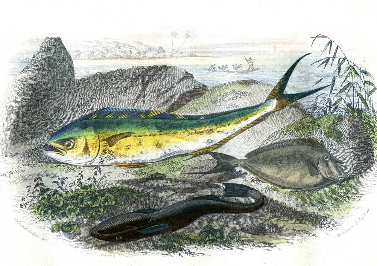 Coryphene Hippurus (coryphene meriahna, kameleonttikala) - En bas: echeneis remora et le nason licornet - Bernard Germain de Lacepeden (1856-1925) luonnonhistoriasta poimima levy, painos P.Furme, Pariisi tekijältä French School