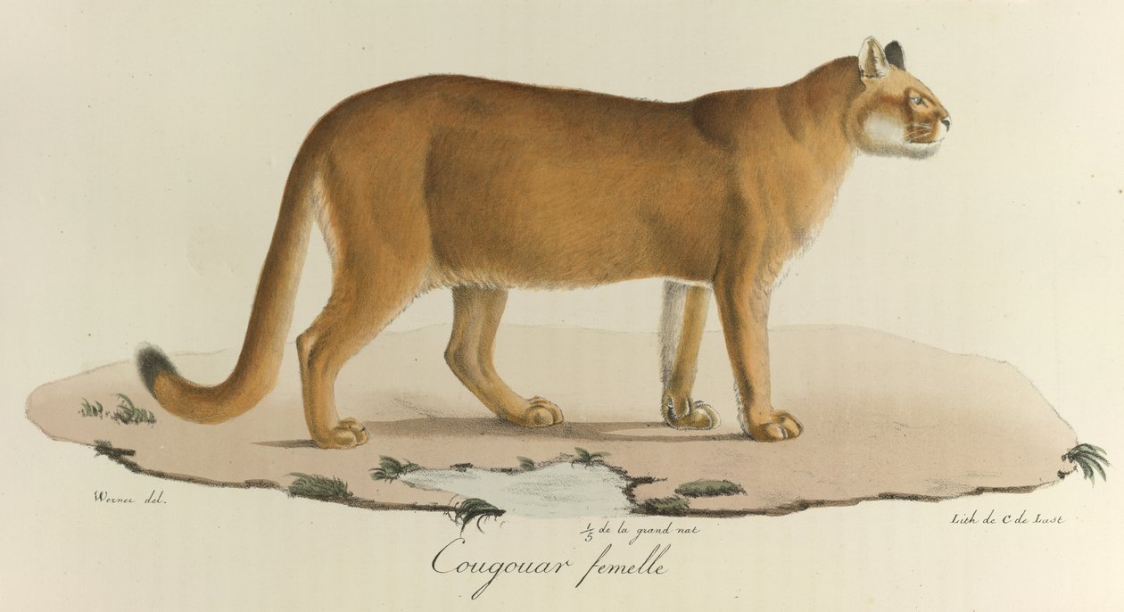 Cougar, Naaraspuuma, "Histoire Naturelle des Mammères" (värilitho) tekijältä French School