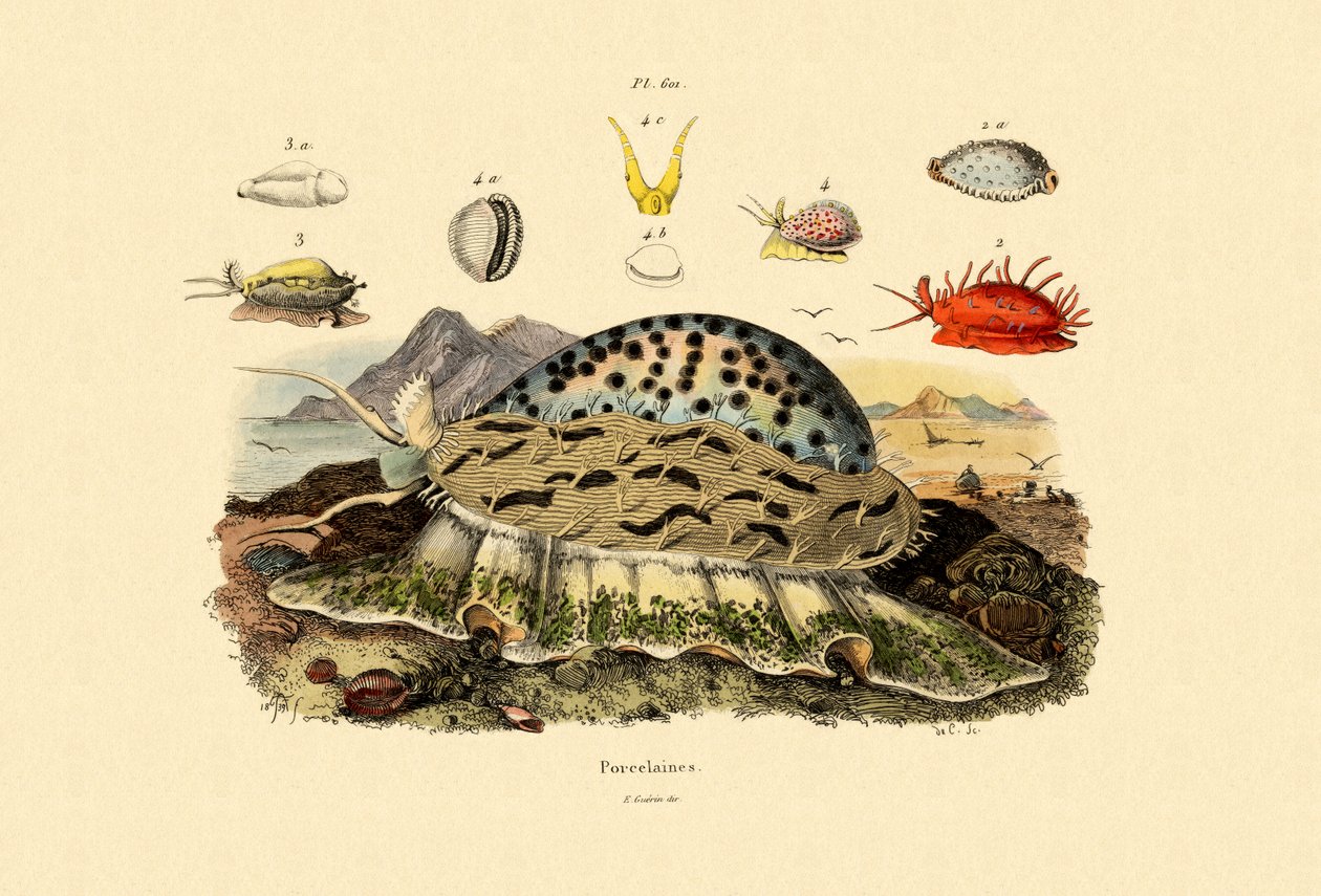 Cowrie Shells, 1833-39 tekijältä French School
