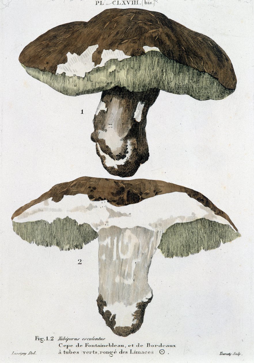 Boletus Fontainebleausta ja Bordeaux