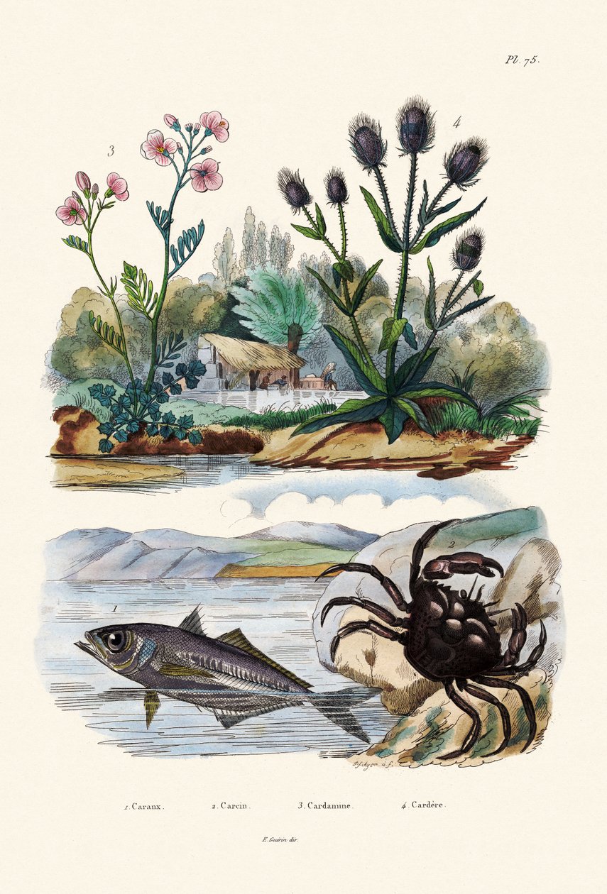 Rapu, 1833-39 tekijältä French School