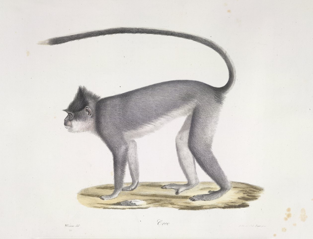 Croo. Apina, Natural History of Mammals (väri litho) tekijältä French School