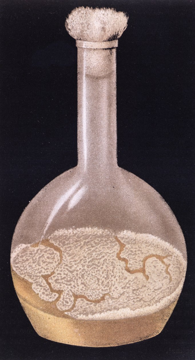 Ihmisen tuberkuloosin viljelmä, La Tuberculose et son Bacile, Isidore Strauss (1845-96) 1895 tekijältä French School