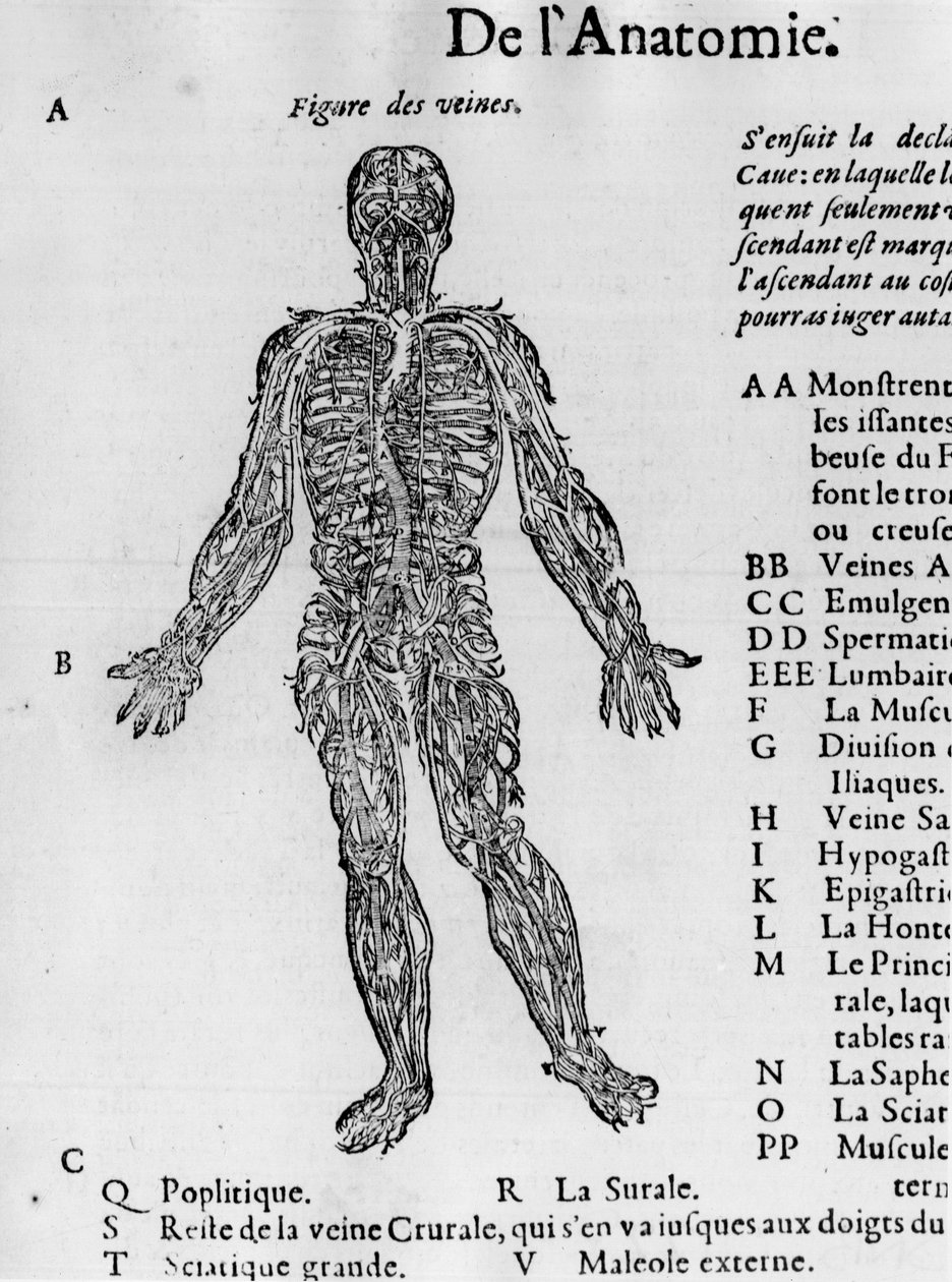 Ihmiskehon leikkaaminen: verijärjestelmä, suonet. -Ambroise Parén "Lääketieteellinen tutkielma", noin 1560. tekijältä French School