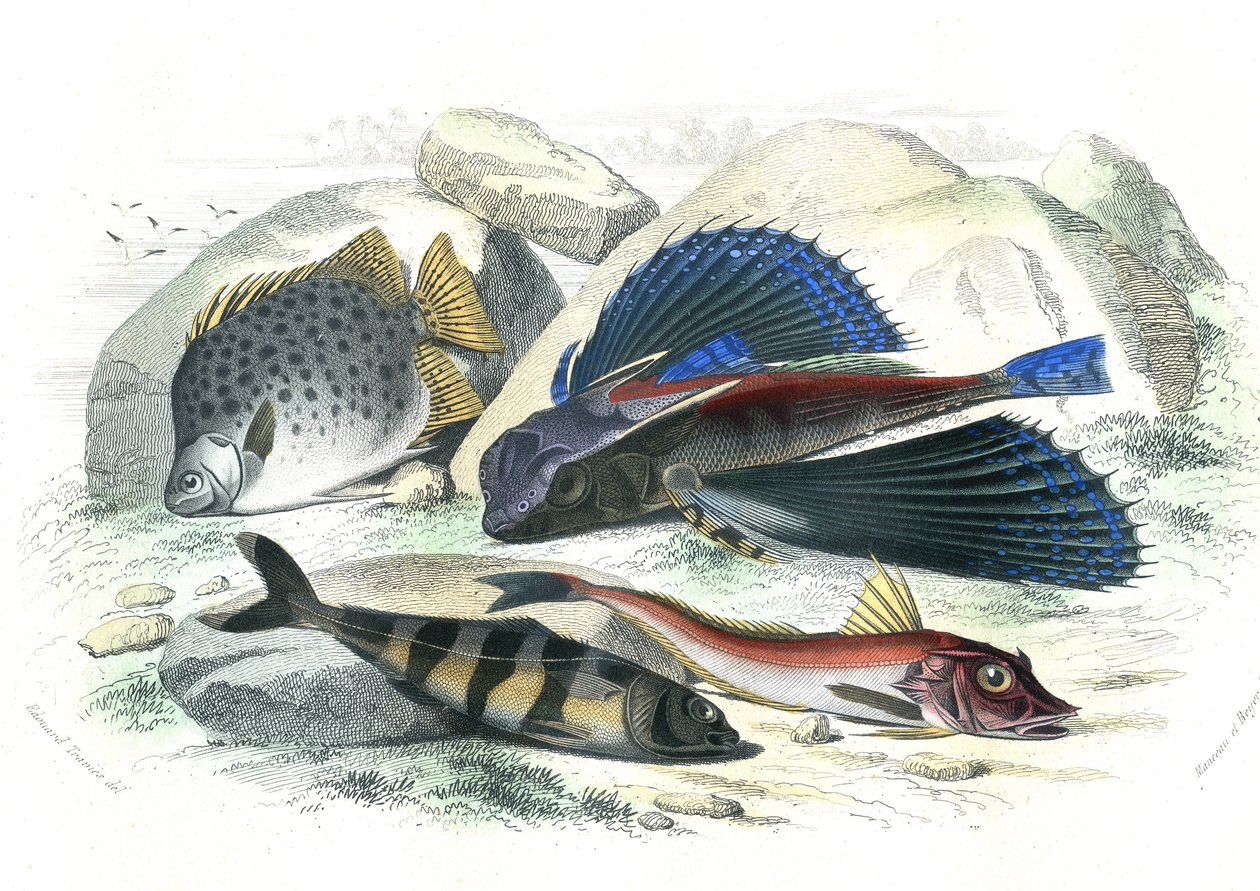 Dactyloptere pirapede (Dactylopterus pirapeda) lentävät kalat, Chetodon argus (scatophagus argus), centronote pilote (echeneis naucrate), Trigle Lyre (Genicanthus Melanospilos) - Bernard Germain de Lacepeden Histoire Naturelle -lajista poiminut levy (12856 tekijältä French School