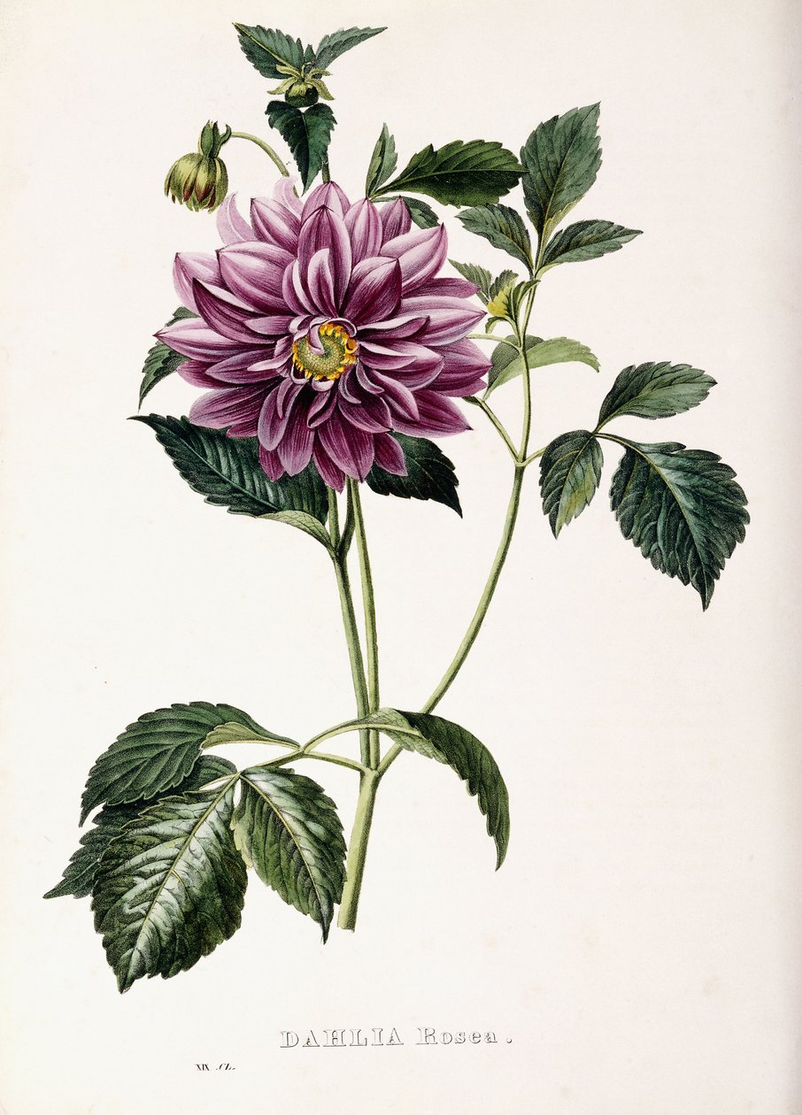 Dahlia Rosea, 1715 tekijältä French School