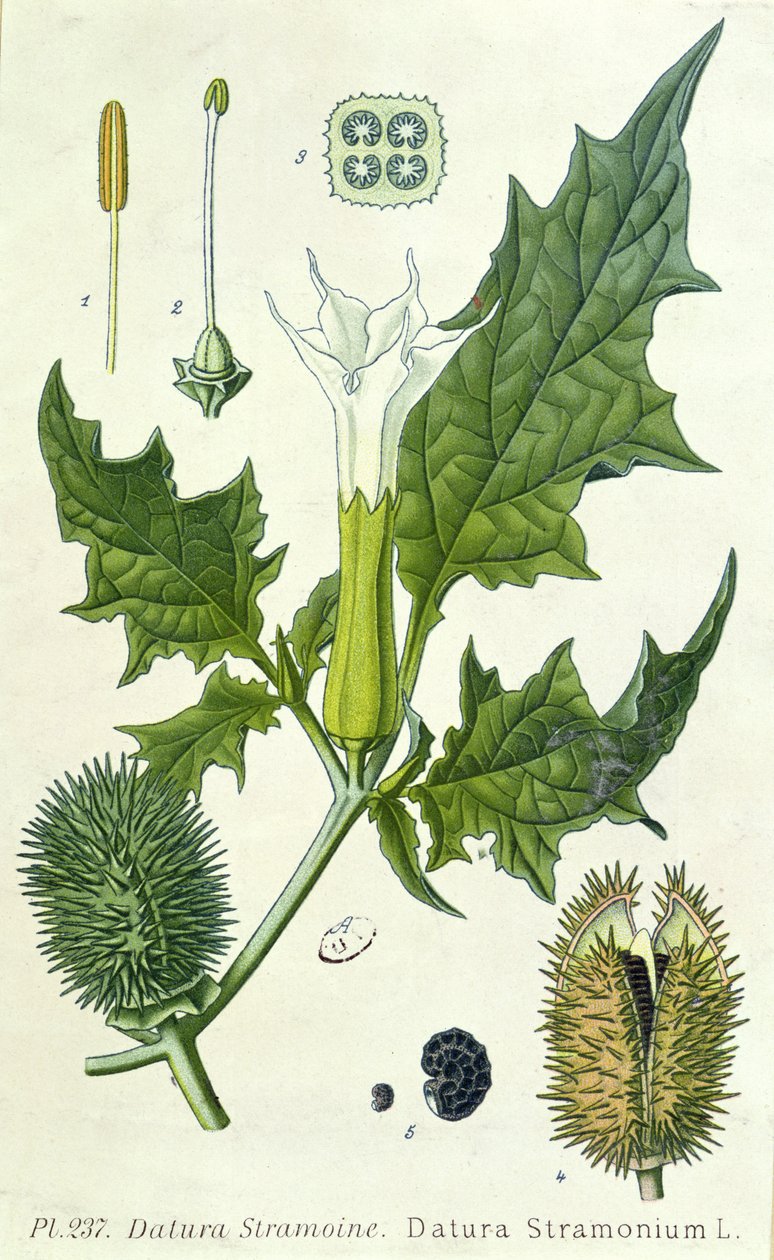 Datura stramonium, kasvitieteellinen levy tekijältä French School