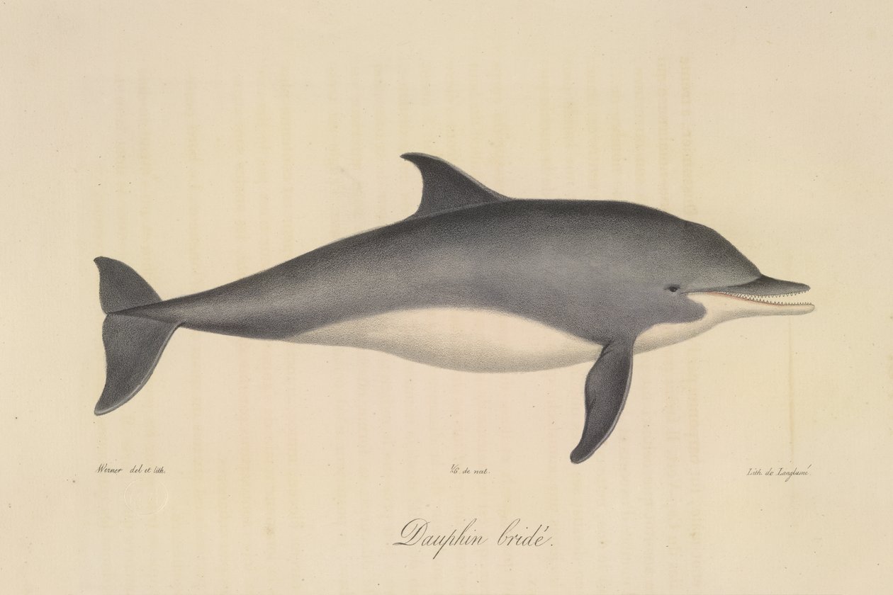 Suitsettu delfiini, Natural History of Mammals (väri litho) tekijältä French School