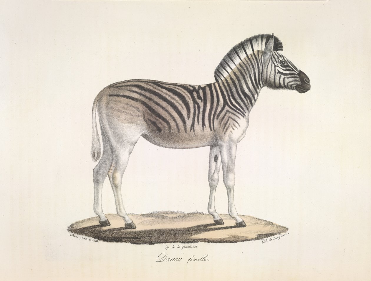 Dauw nainen. Etelä-Afrikan raidallinen quagga eli Burchellin seepra (Asinus Burchellii), nisäkkäiden luonnonhistoriasta (lithoväri) tekijältä French School