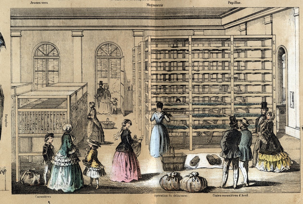 Kulttuuri- ja silkkituotteiden kuvaus: keskellä magneeria seriviljelyn eri vaiheilla. Levy "" la soie"" in "" les Recreations instructives"" Jules DELBRUCKin synoptinen maalaus, kaiverrus vuodelta 1860. Yksityinen kokoelma. tekijältä French School