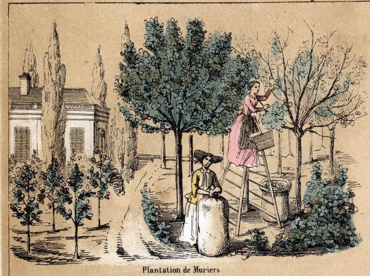 Viljely- ja silkkituotteiden kuvaus: murien istutus. Levy "" la soie"" in "" les Recreations instructives"" Jules DELBRUCKin synoptinen maalaus, kaiverrus vuodelta 1860. Yksityinen kokoelma. tekijältä French School