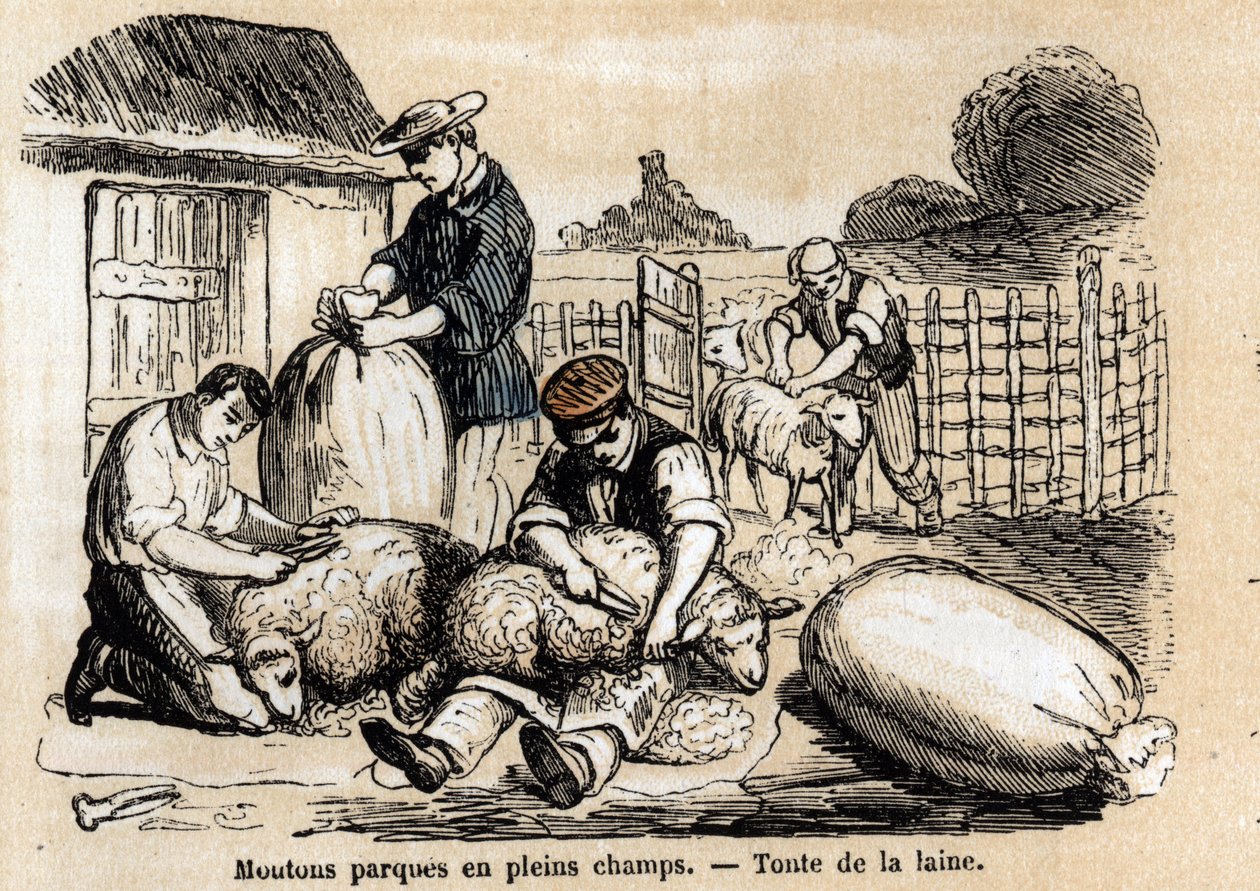 Lampaiden eri käyttötarkoitusten ja tuotteiden kuvaus: lampaanleikkaus. Levy "" Les moutons"" in "" les Recreations instructives"" Jules DELBRUCKin synoptinen maalaus, kaiverrus vuodelta 1860. Yksityinen kokoelma. tekijältä French School