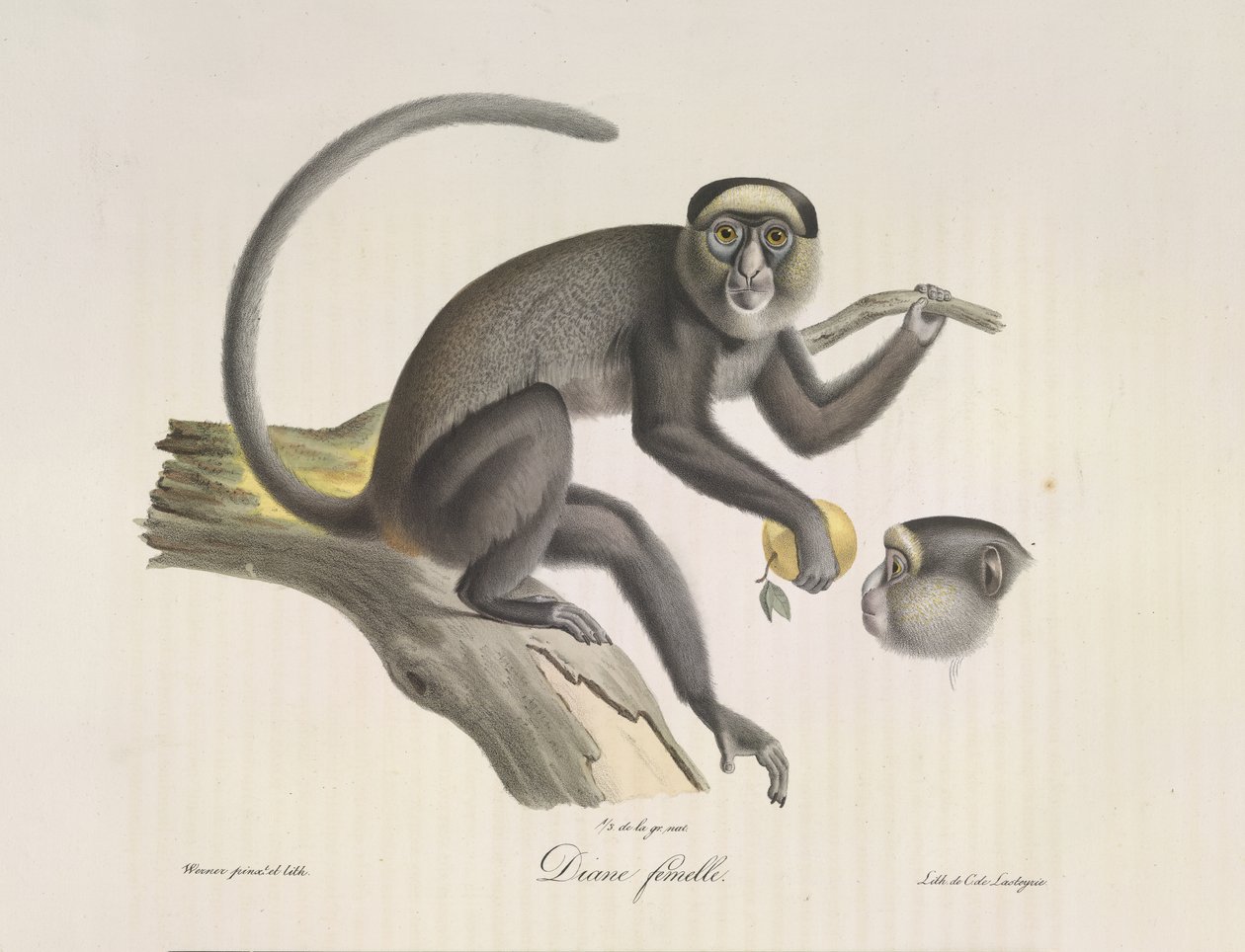 Diana, naaras apina, Natural History of Mammals (väri litho) tekijältä French School