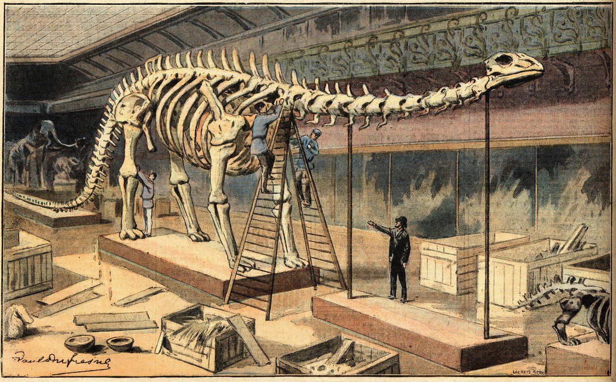 Diplodocus-fossiili Pariisin luonnontieteellisessä museossa. Kaiverrus sanomalehdestä "Le Petit Parisien" tekijältä French School