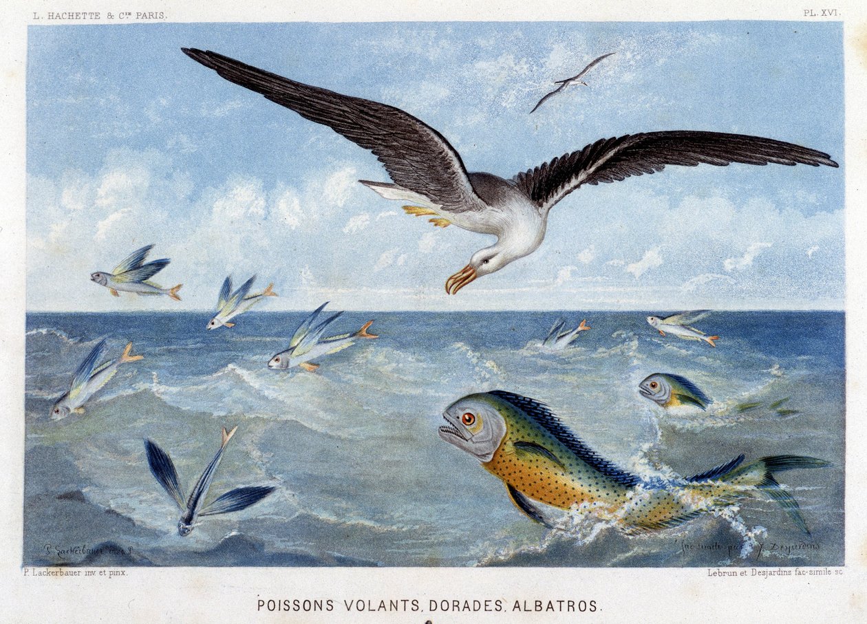 Dorades, Pisces volants, Albatros - teoksessa "Le Monde de la Mer", Alfred Fredol. ed. Paris, Hachette. tekijältä French School