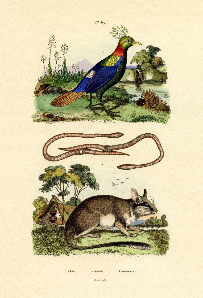 Dormouse, 1833-39 tekijältä French School