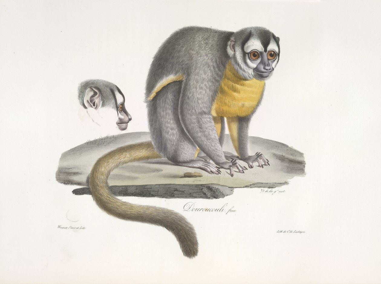 Douroucouli tai yöapina - Aotus trivirgatus, Natural History of Mammals (väri litho) tekijältä French School