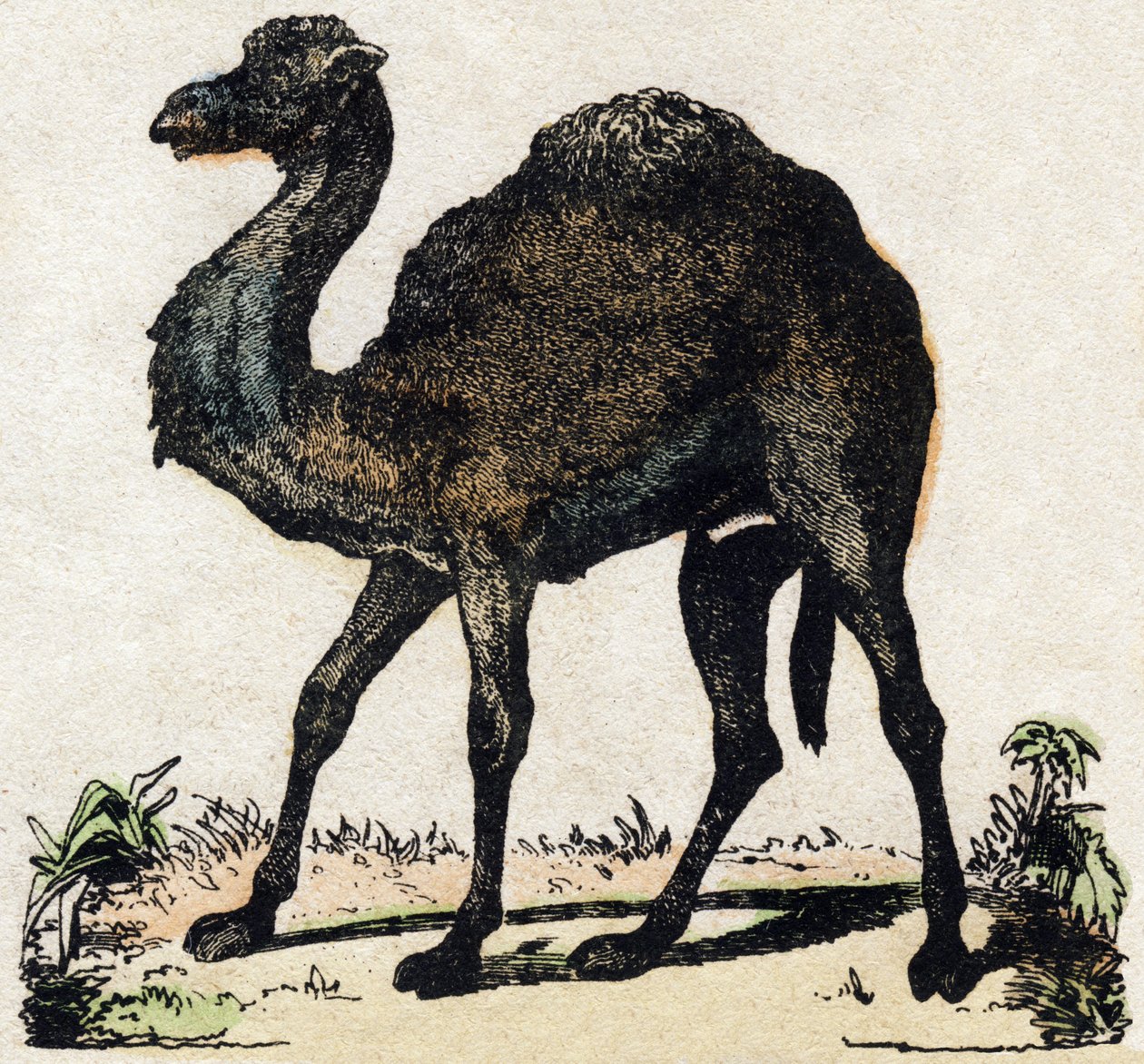 Dromedaari. Kaiverrus "" Alphabet des animaux sauvages"". 9. sarja. Kuvia Epinalista, Pellerin, paino-kustantaja, noin 1870. Kaiverrukset puuhun, stenciloitu. 16 sivua. Mitat: 20 x 15 cm. Yksityinen kokoelma tekijältä French School
