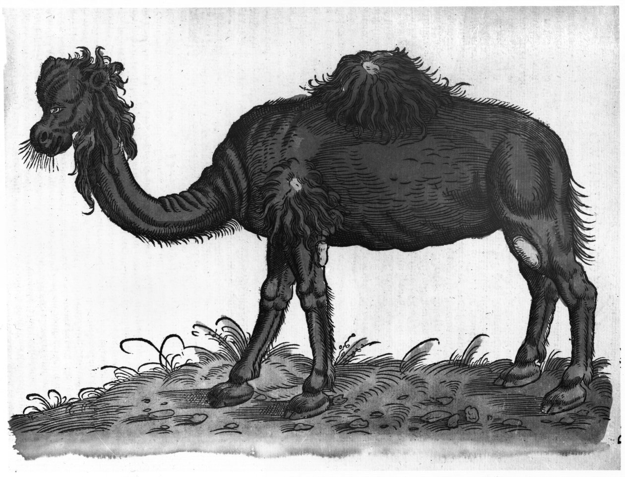 Dromedaari, Conrad Gesnerin (1516-65) teoksesta 