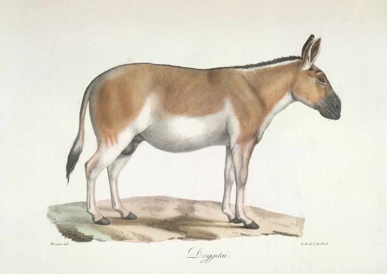 Dziggetai, nisäkkäiden luonnonhistoriasta (väri litho) tekijältä French School