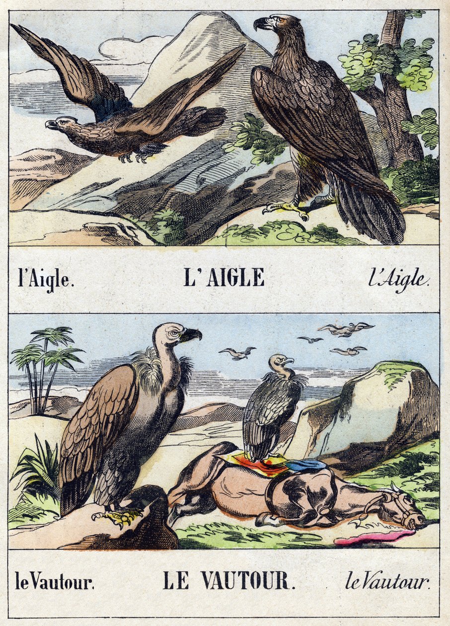 Kotka ja korppikotka. Kaiverrus "Buffon Alphabet des Oiseaux n 1". 3. Serie N 1. Epinalin kuvantaminen, Epinal, 1800-luvun loppu. 16 sivua. Mitat: 28 x 21 cm tekijältä French School