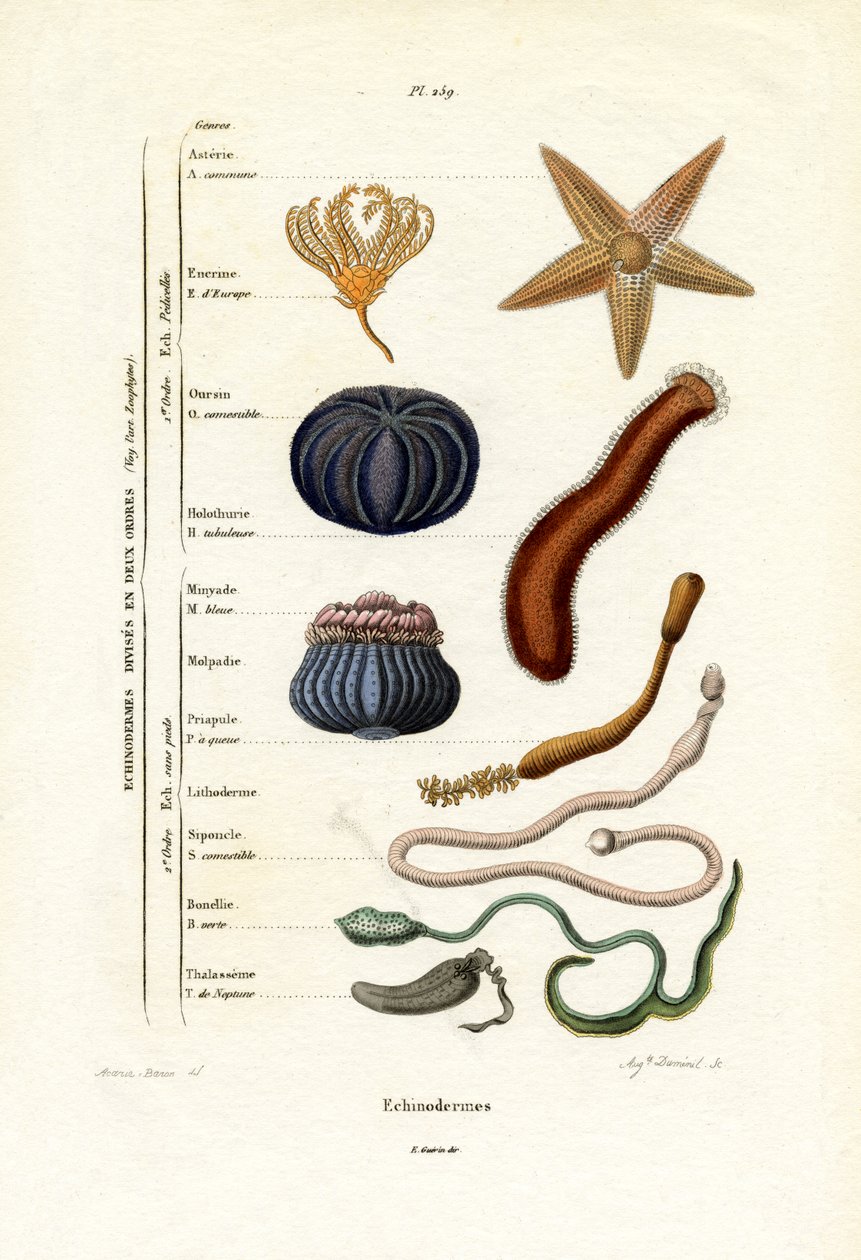 Piikkinahkaiset, 1833-39 tekijältä French School