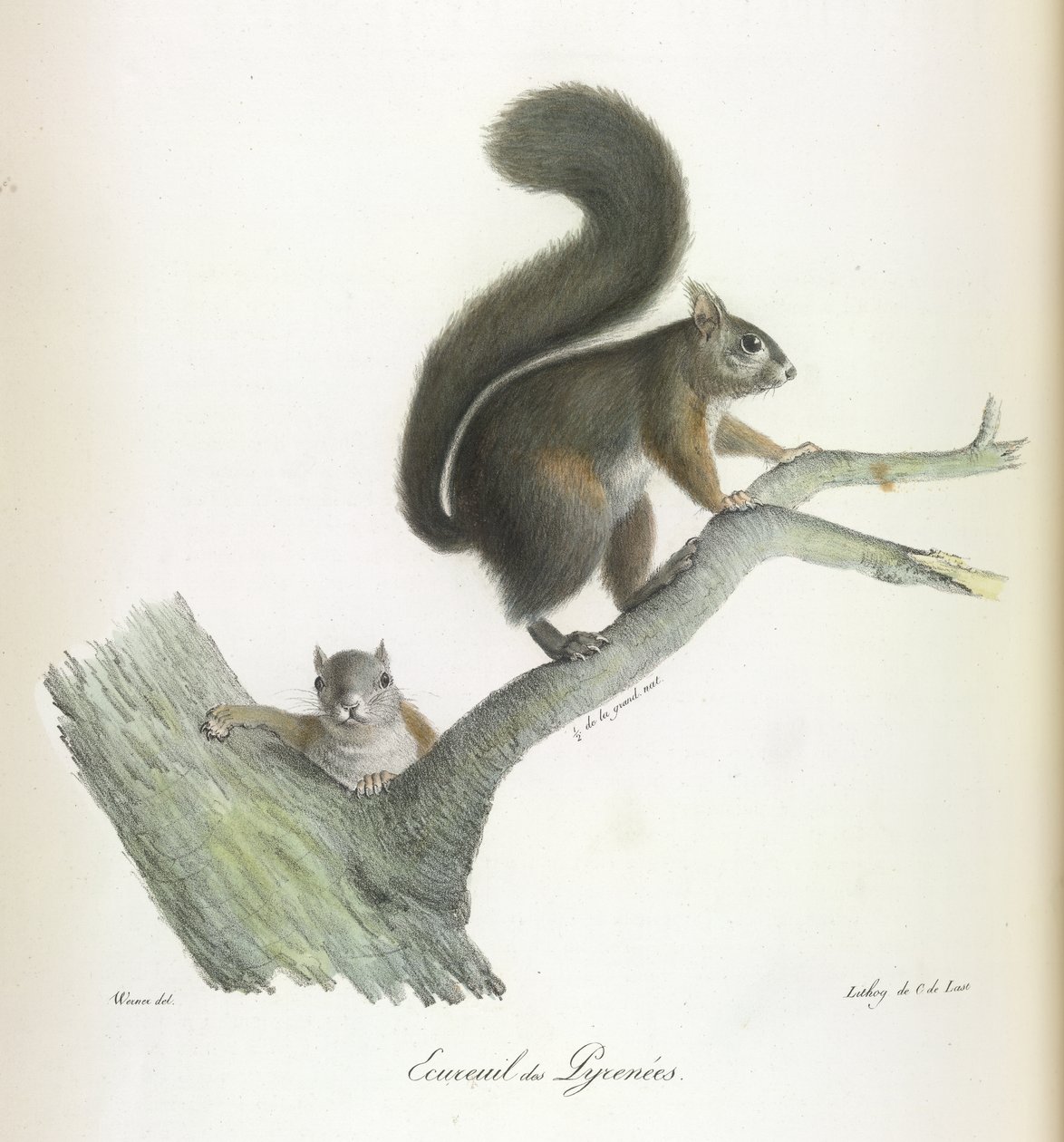Ecureuil des Pyrenees, Orava, nisäkkäiden luonnonhistoriasta (väri litho) tekijältä French School