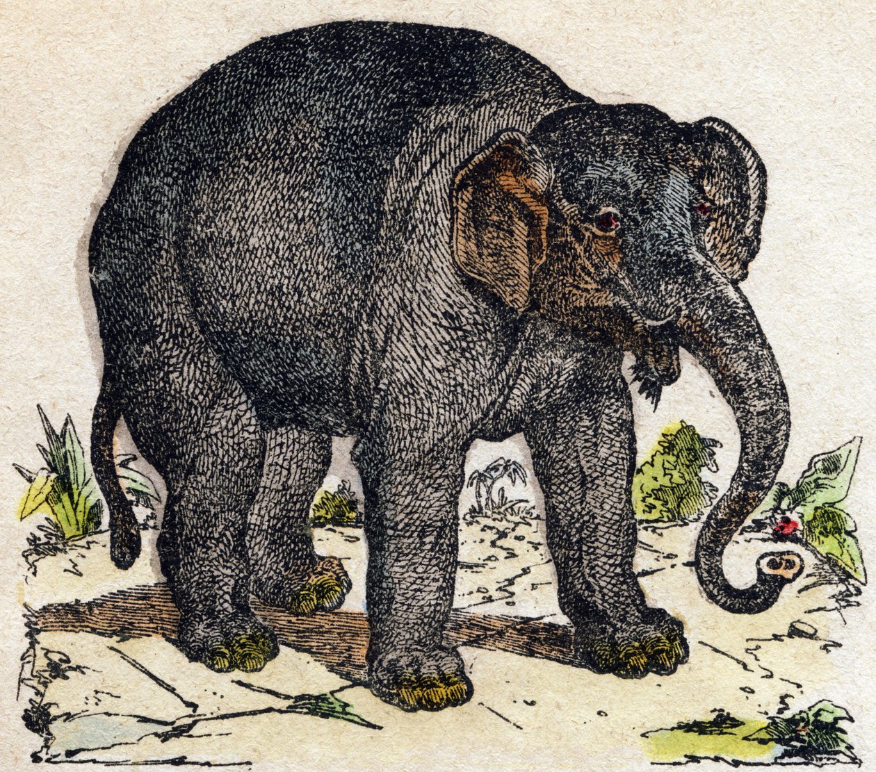 Norsu. Kaiverrus "" Alphabet des animaux sauvages"". 9. sarja. Kuvia Epinalista, Pellerin, paino-kustantaja, noin 1870. Kaiverrukset puuhun, stenciloitu. 16 sivua. Mitat: 20 x 15 cm. Yksityinen kokoelma tekijältä French School