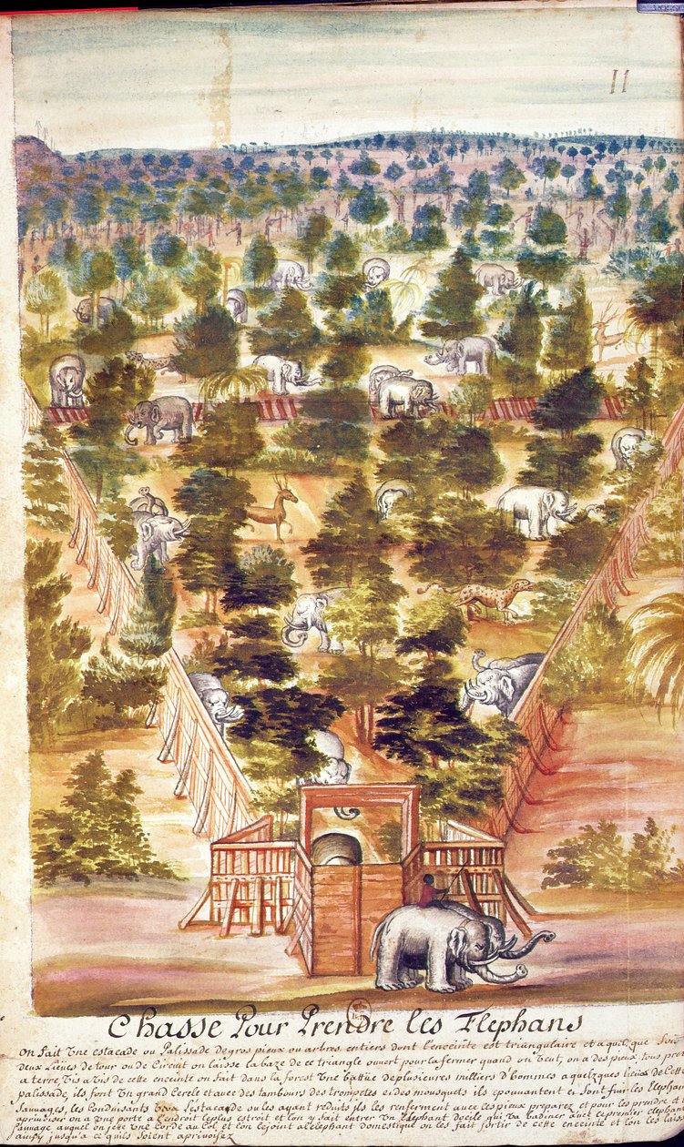 Elefanttien metsästys Siamissa, kertomuksesta jesuiitoista Siamissa, 1688 (wc paperilla) tekijältä French School