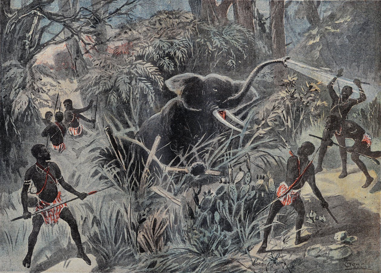 Elefantin metsästys Afrikassa. Elefantti putoaa kuoppaan ennen kuin se on viimeistelty nuolilla. Kaiverrus kirjassa "" Le Pelerin"" 22/01/1899. tekijältä French School