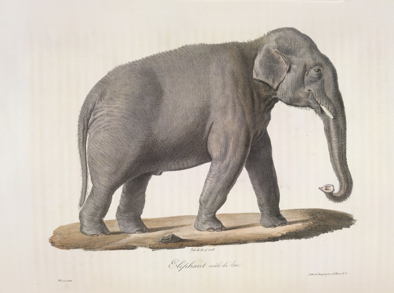 Aasiannorsu, Natural History of Mammals (väri litho) tekijältä French School