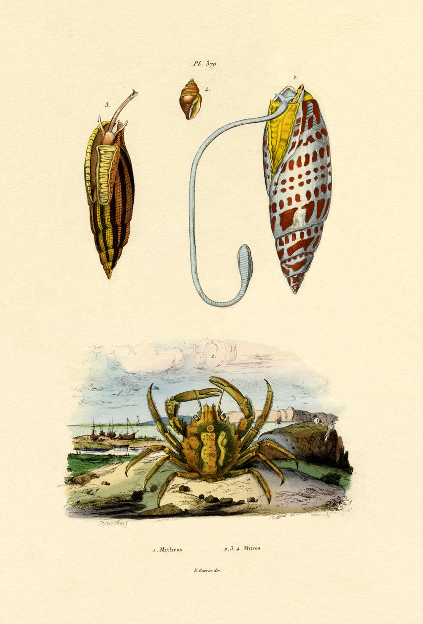 Smaragdirapu, 1833-39 tekijältä French School