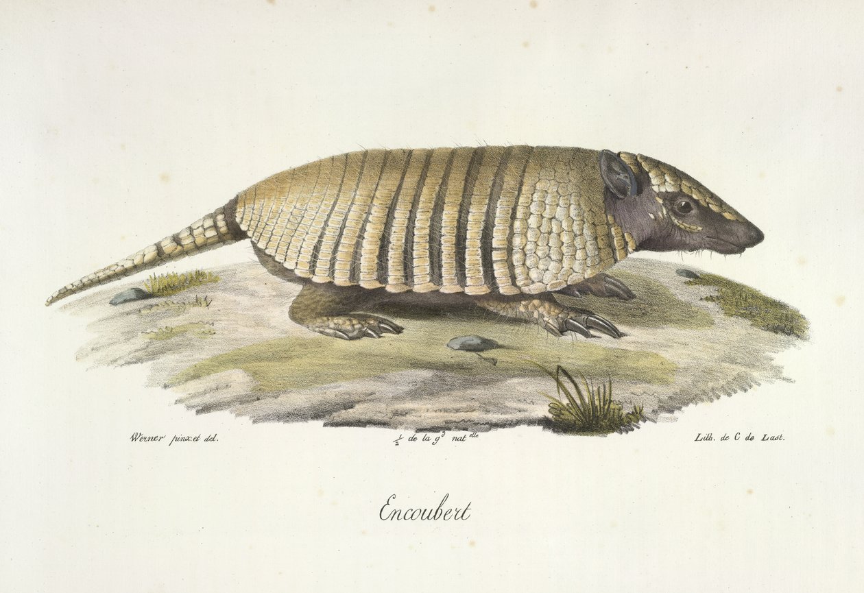 Encoubert, Armadillo, Natural History of Mammals (väri litho) tekijältä French School