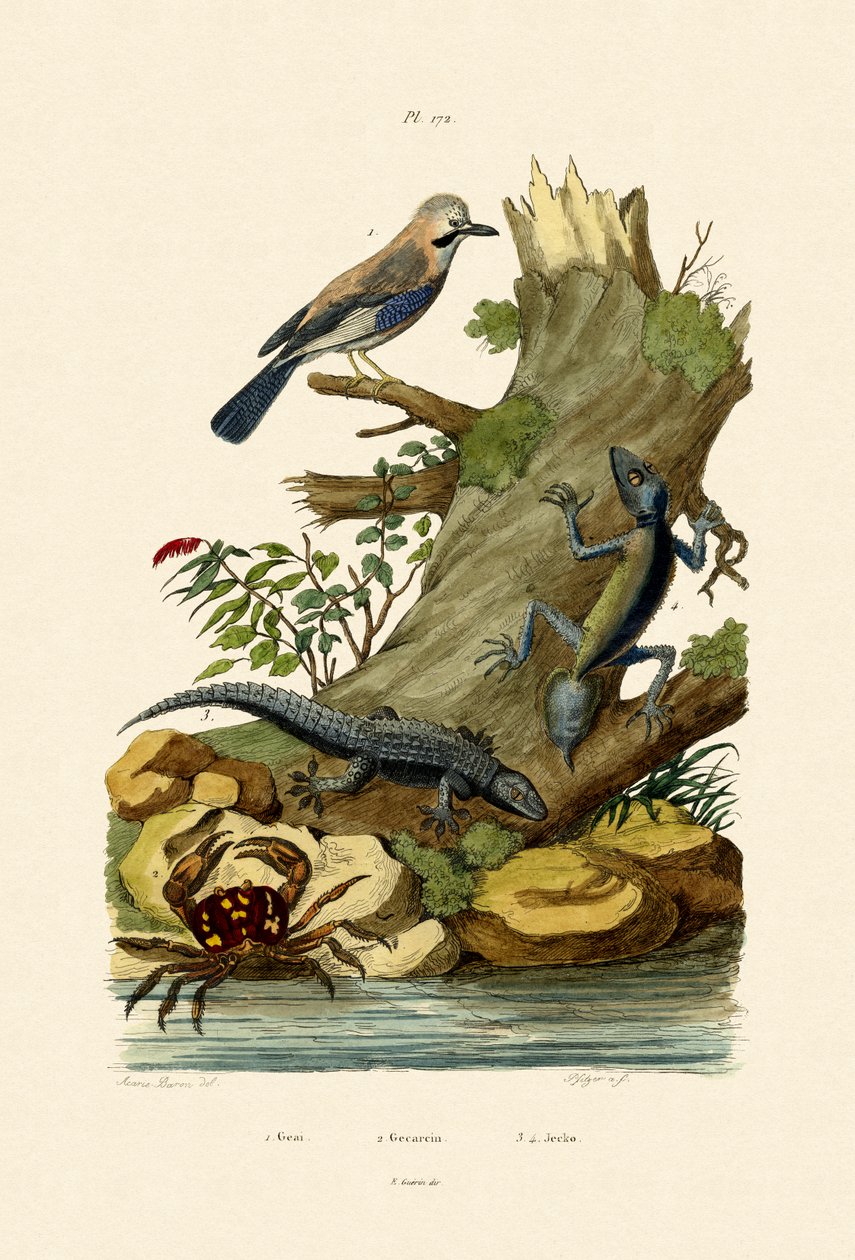 Euraasian Jay, 1833-39 tekijältä French School