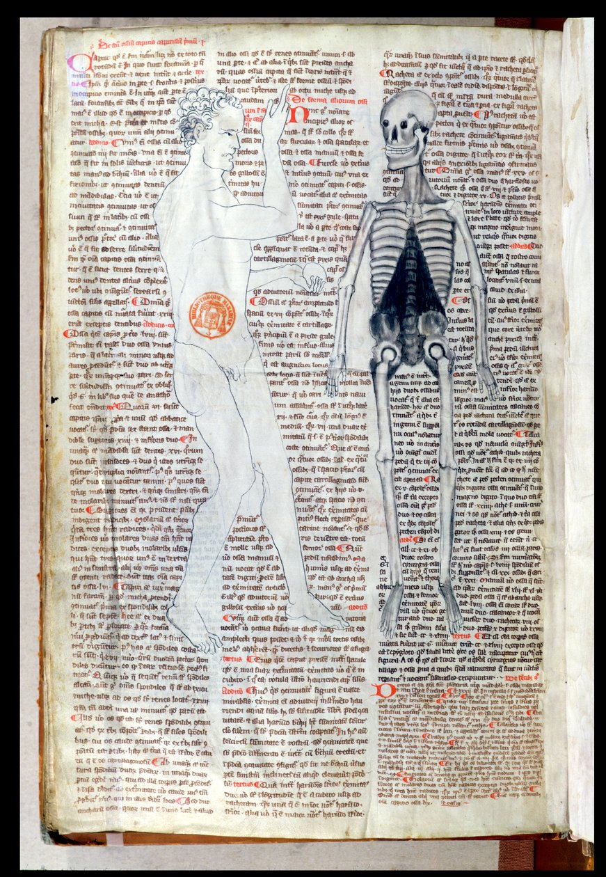 F.116v Mies ja luuranko, Abul Qasim Khalaf ibn al-Abbas al-Zahrawin (Abulcasis) (936-1013) lääketieteellisestä tutkielmasta, kääntäjä Gerard de Cremone (1114-87) tekijältä French School