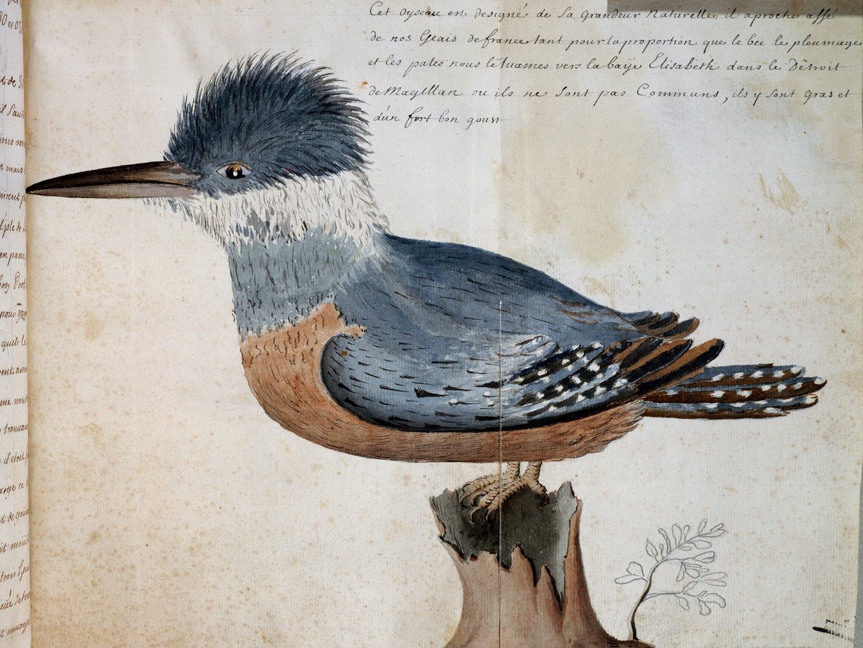 Rengaskuningaskalan naaras (Megaceryle torquata), Elizabeth Bay, Magellanin salmi, akvarelli Voyage of Mr De Beauchesne, Compagnie royale de la Mer du Sudin kapteeni, 1698–1701, Ranska tekijältä French School