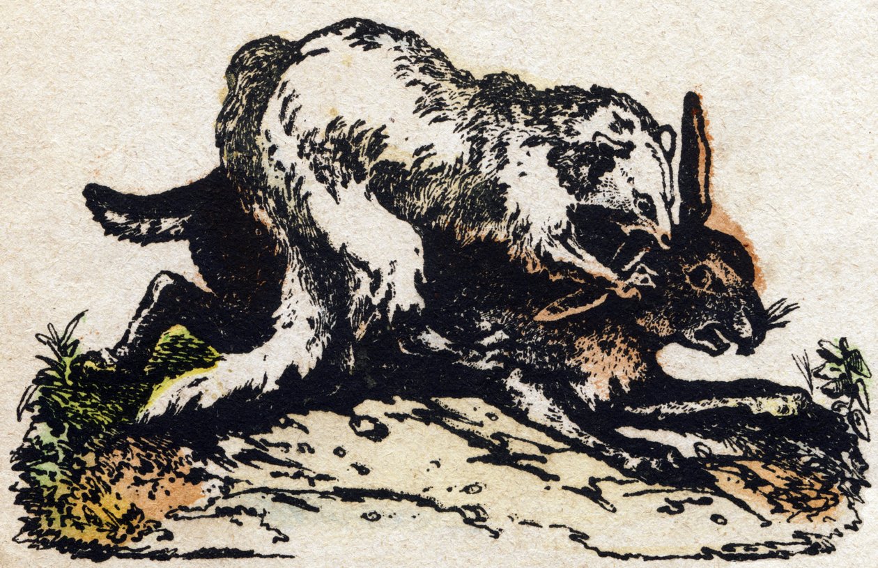 Fretti. Kaiverrus "" Alphabet des animaux sauvages"". 9. sarja. Kuvia Epinalista, Pellerin, paino-kustantaja, noin 1870. Kaiverrukset puuhun, stenciloitu. 16 sivua. Mitat: 20 x 15 cm. Yksityinen kokoelma tekijältä French School